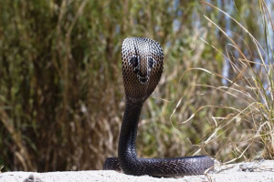 Cobras - milyen kígyók és mi a jellemzője?